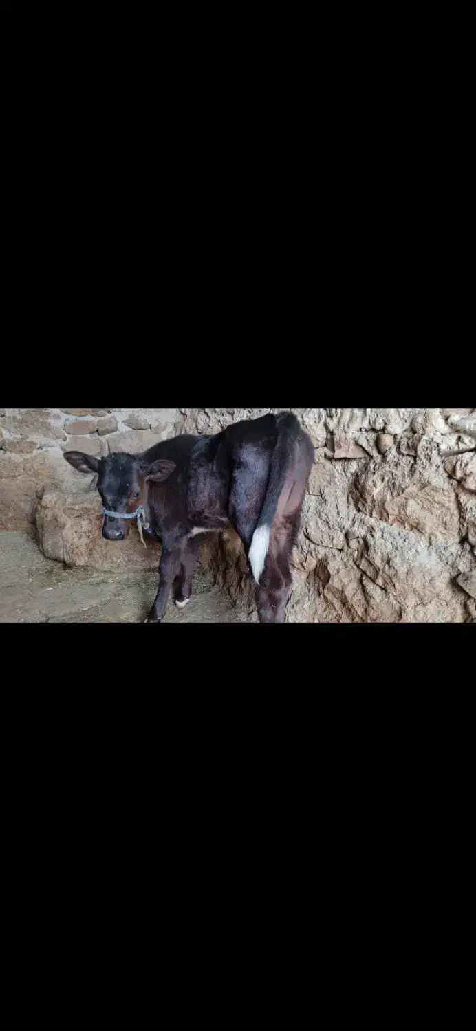 گاو با گوساله نر هلشتاین|حیوانات مزرعه|دهدشت, |دیوار