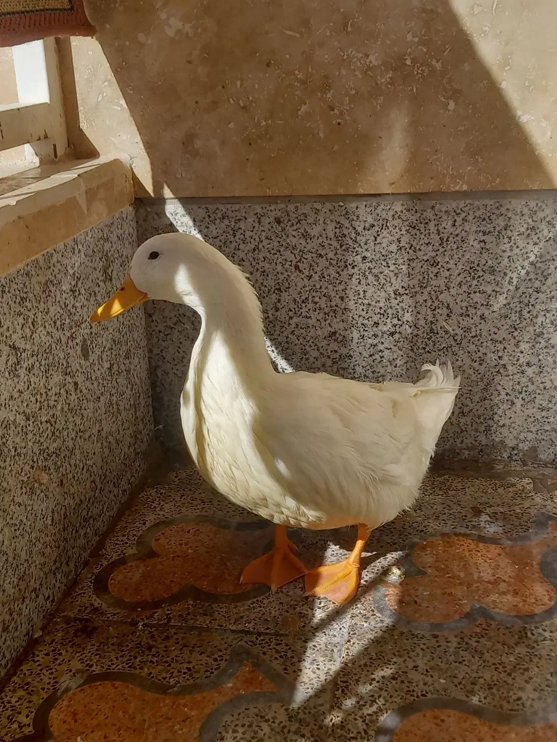 اردک|پرنده|شیراز, جوادیه|دیوار