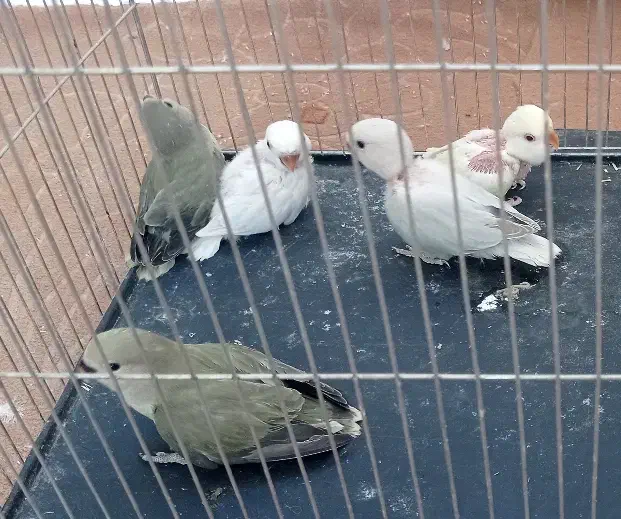 کوتوله عروس هلندی|پرنده|سبزوار, کهنه آب|دیوار