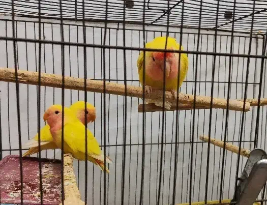 طوطی برزیلی دستی|پرنده|سوسنگرد, |دیوار