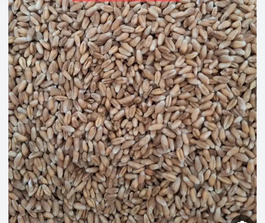 بذر گندم احسان|خدمات باغبانی و درختکاری|مینودشت, |دیوار