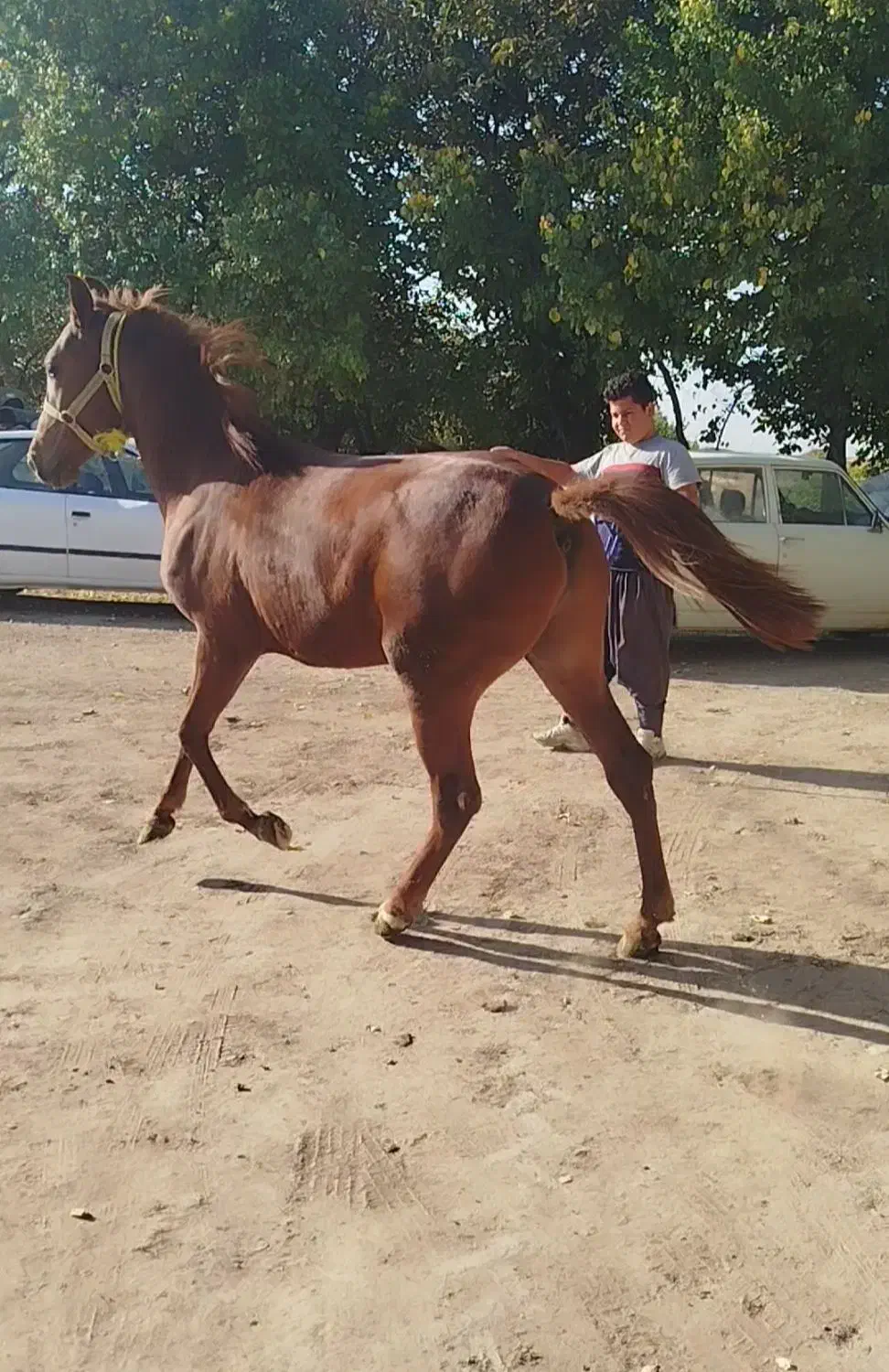 اسب نریان|اسب و تجهیزات اسب‌سواری|همدان, |دیوار