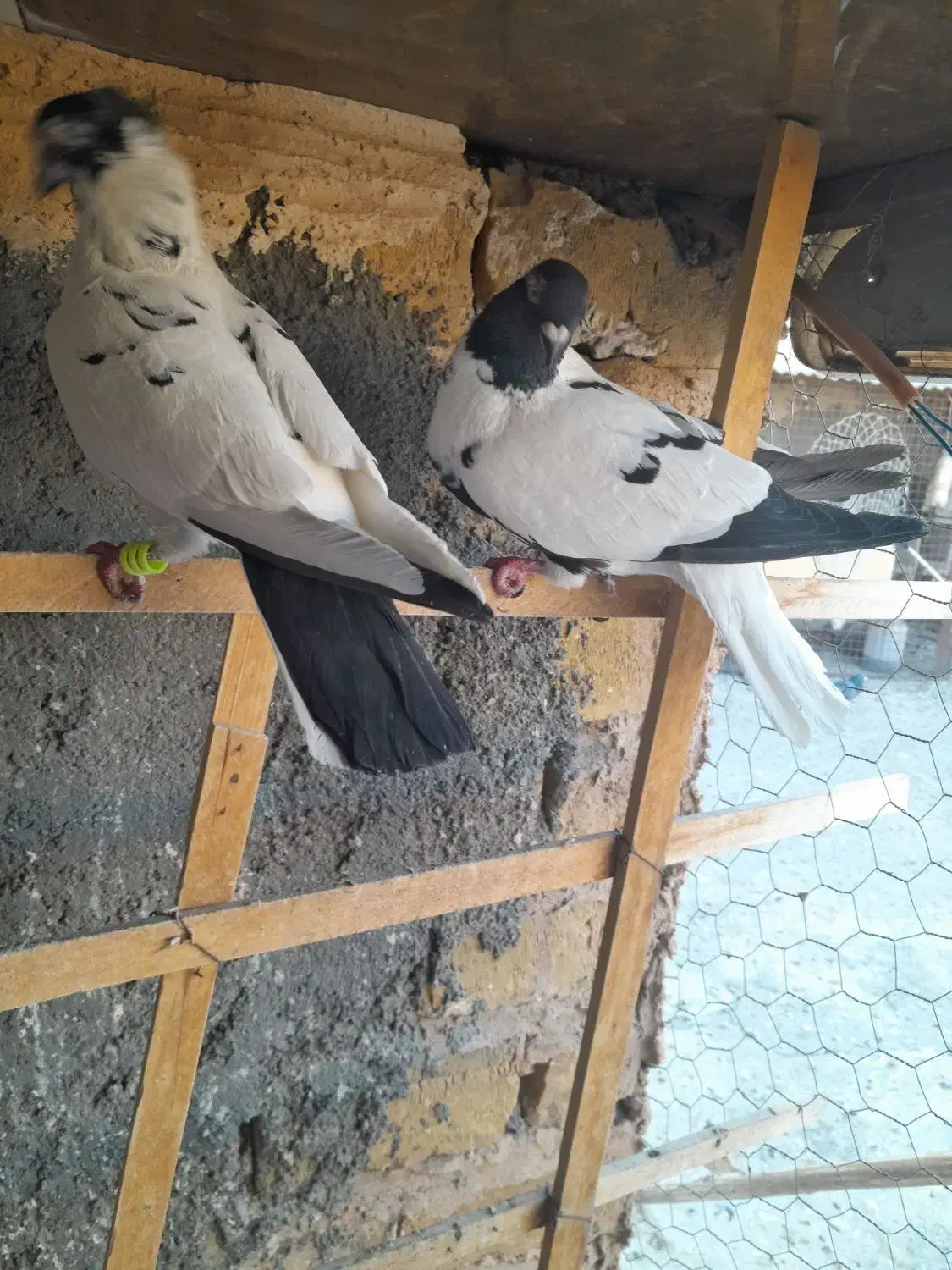 کبوتر تربت حیدریه|پرنده|تربت‌حیدریه, منظر|دیوار