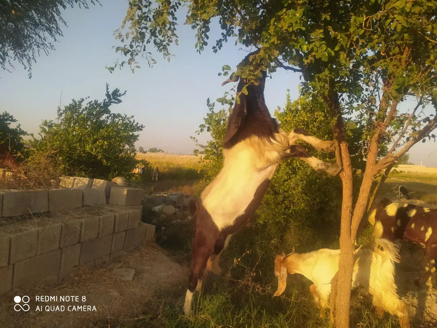 بعده افغانی|حیوانات مزرعه|شوشتر, |دیوار