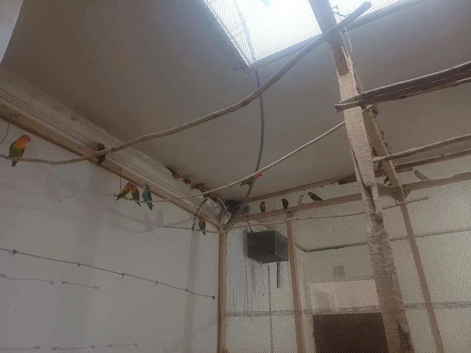 تعداد۱۵جفت کوتوله فروشی|پرنده|تربت جام, میان جام|دیوار