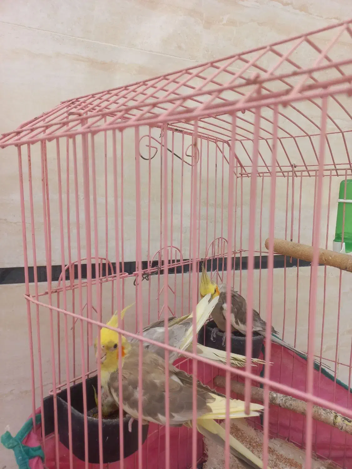 سه عدد عروس هلندی با قفس و آبخوری و دونخور|پرنده|خمینیشهر, |دیوار