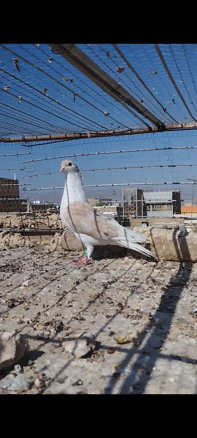 کفتر صید امری کله سرخ|پرنده|کاشمر, |دیوار