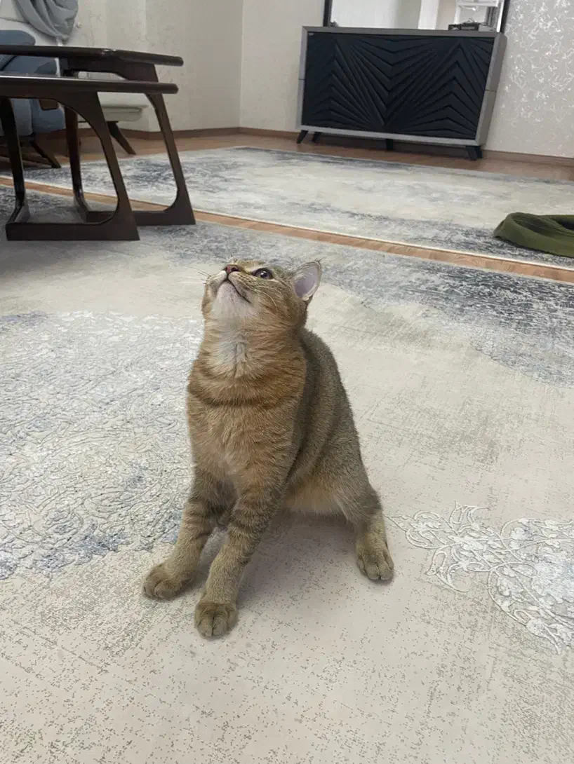 گربه بریتیش بلک گلدماده|گربه|تبریز, |دیوار