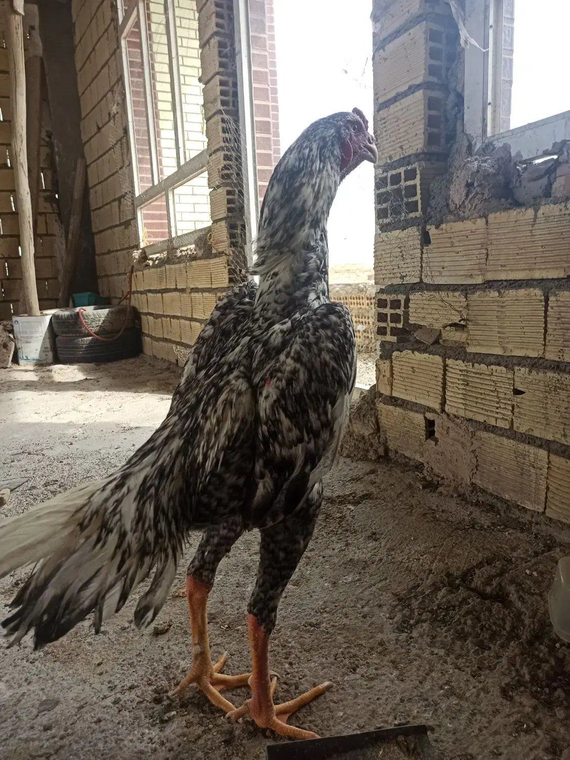 خروس‌لاری|حیوانات مزرعه|شاهین‌شهر, مسکن مهر|دیوار