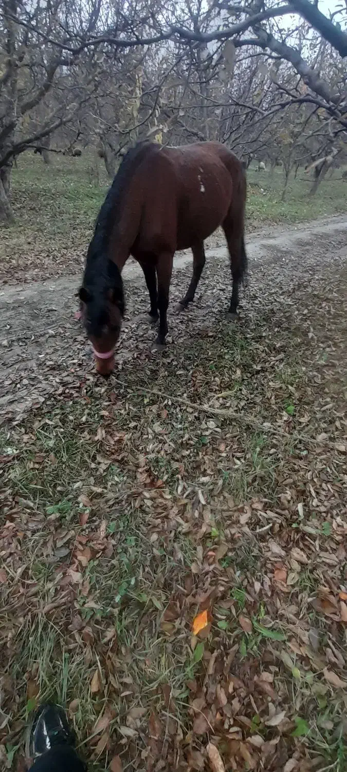 اسب مادیان|اسب و تجهیزات اسبسواری|سلماس, |دیوار