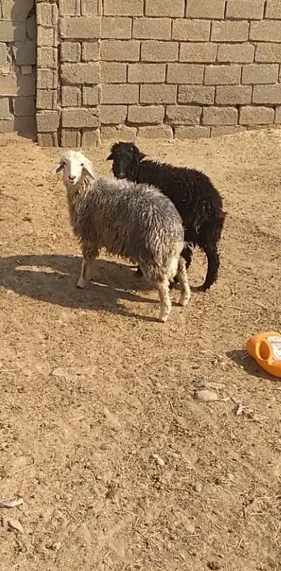 رامشیر|حیوانات مزرعه|رامشیر, |دیوار