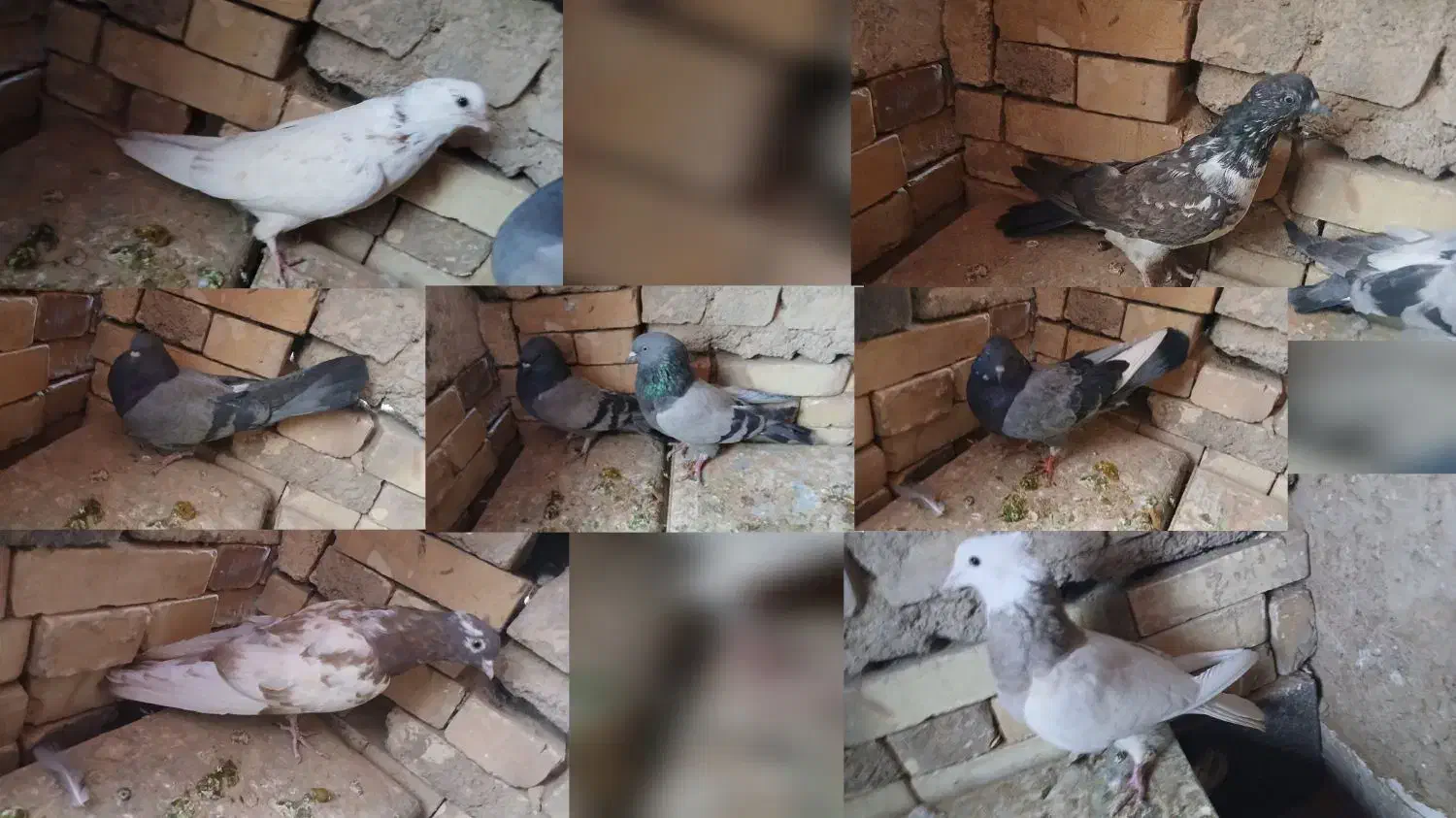 ۷ عدد کبوتر|پرنده|بروجن, |دیوار