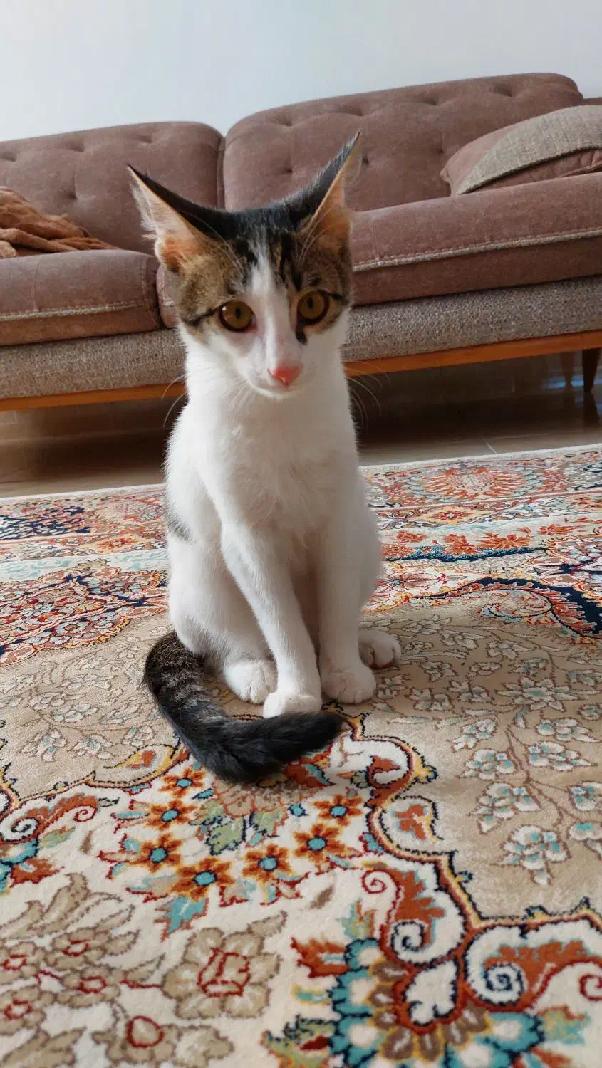 واگذاری گربه|گربه|کردکوی, |دیوار