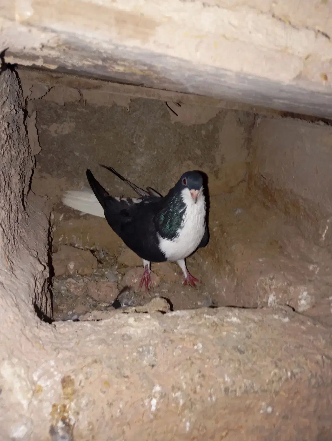 خوشرنگ|پرنده|بوئین زهرا, |دیوار