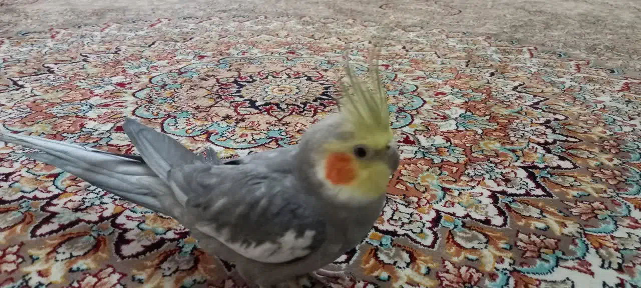 عروس هلندی نر|پرنده|اسلامشهر, مظفریه|دیوار