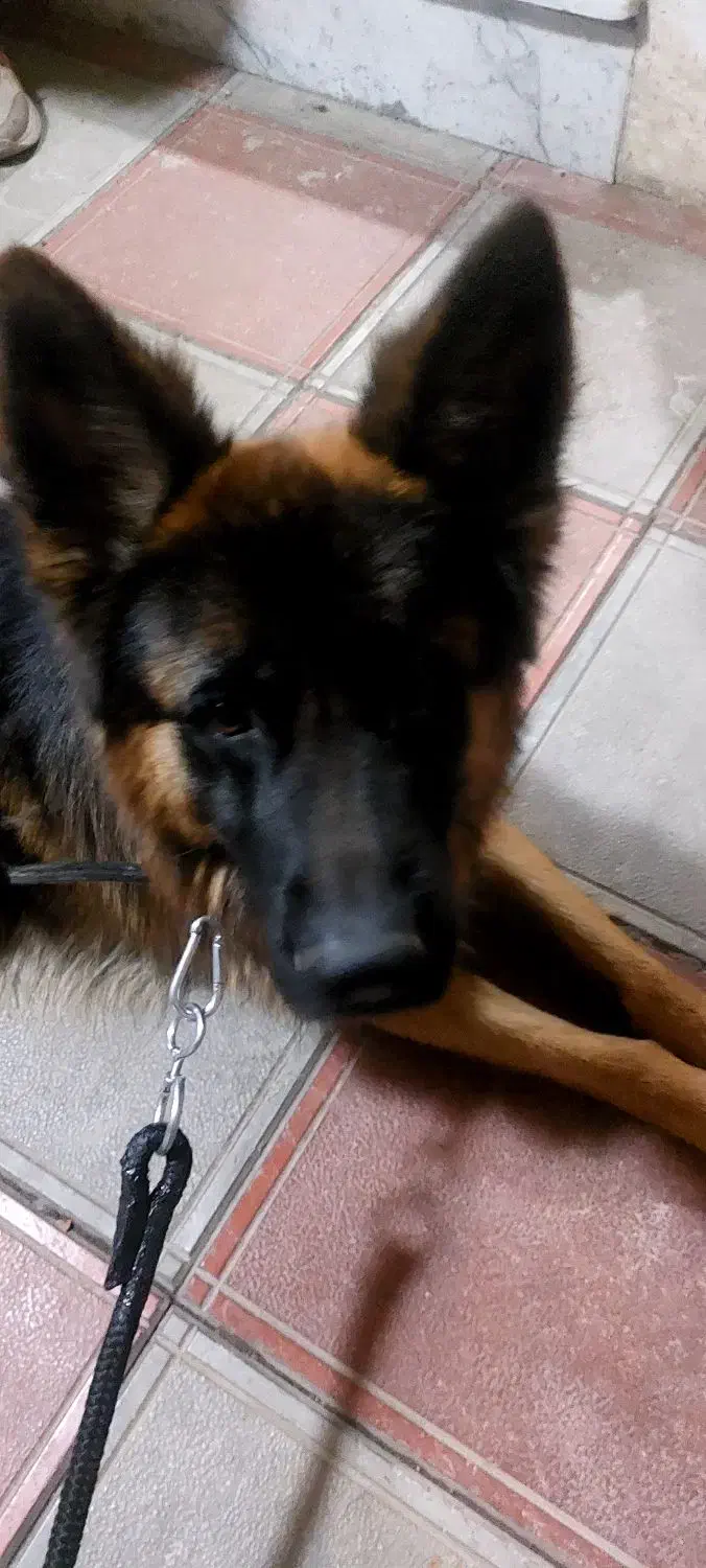 گمشده|حیوانات|سبزوار, ابارش|دیوار