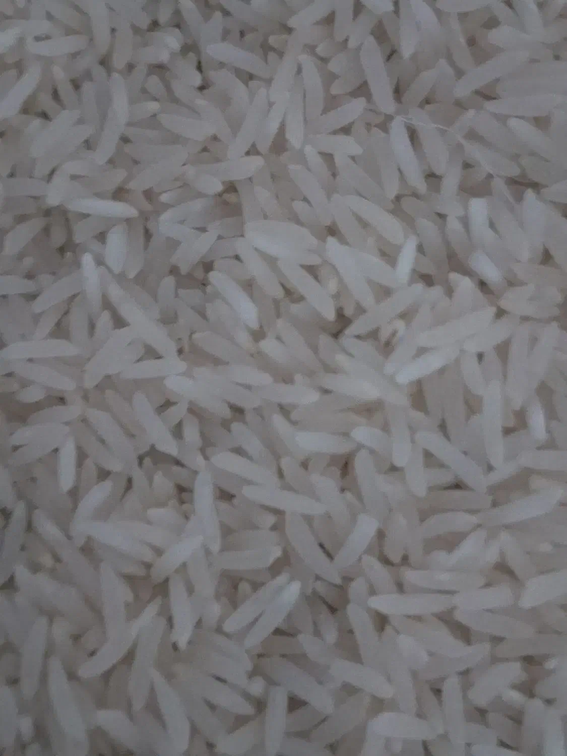 برنج فجرسوزنی|خوردنی و آشامیدنی|خان ببین, |دیوار