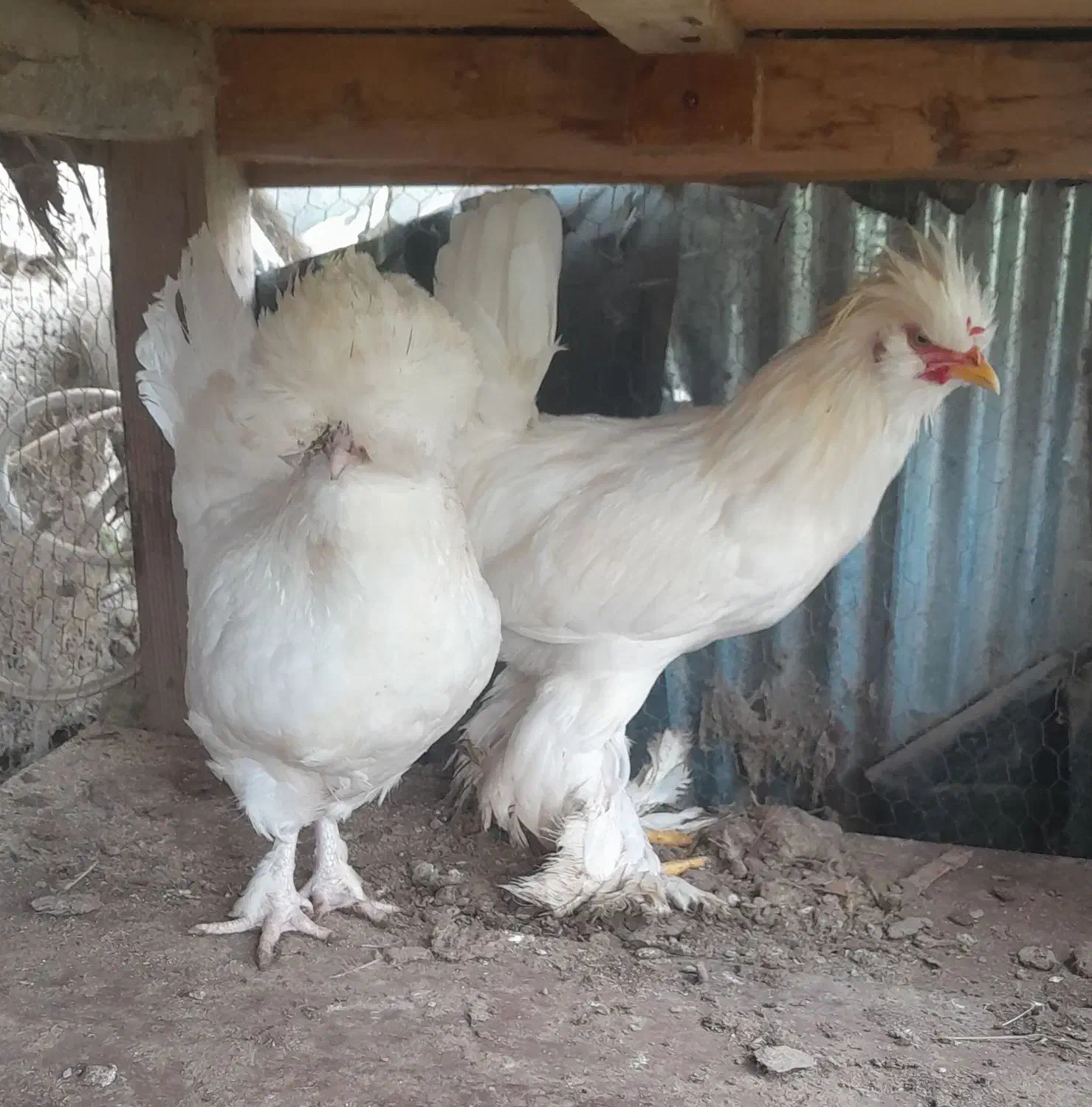 یک جفت سلطان عثمانی وارداتی و کمیاب.|حیوانات مزرعه|آستانه اشرفیه, |دیوار