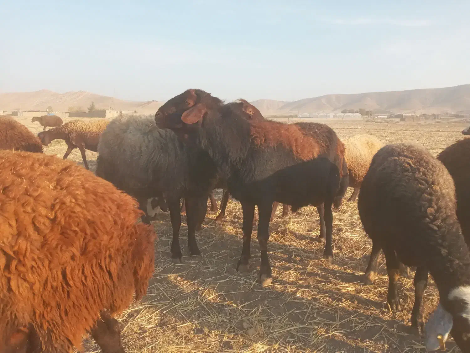 قوچ افشار|حیوانات مزرعه|کوهدشت, |دیوار