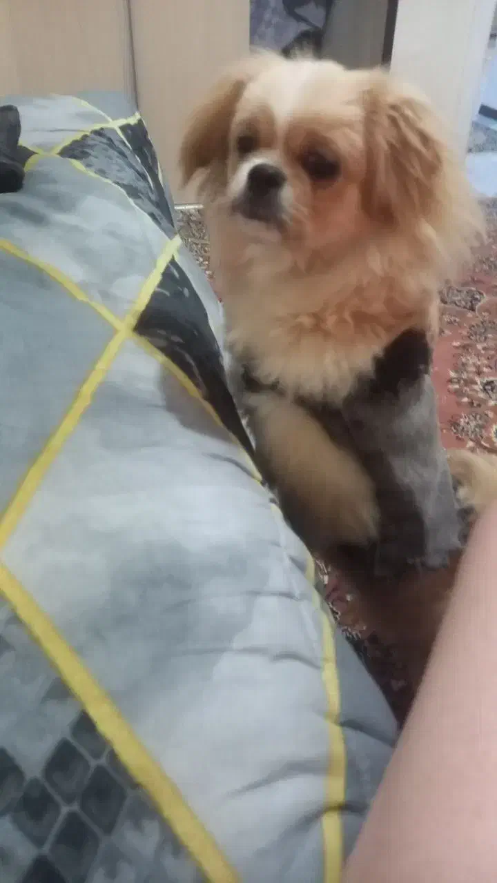 گمشده|سگ|فریدونکنار, |دیوار