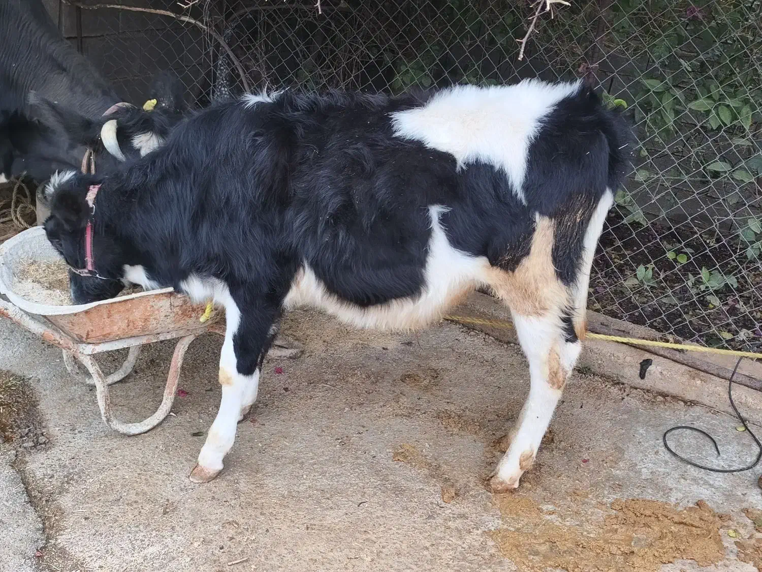 گوساله نر|حیوانات مزرعه|اندیکا, |دیوار