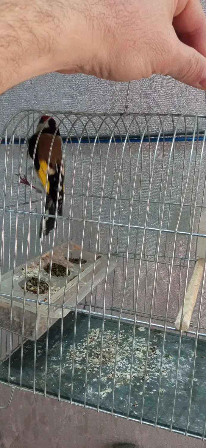 سهره درشت|پرنده|قم, بکایی|دیوار