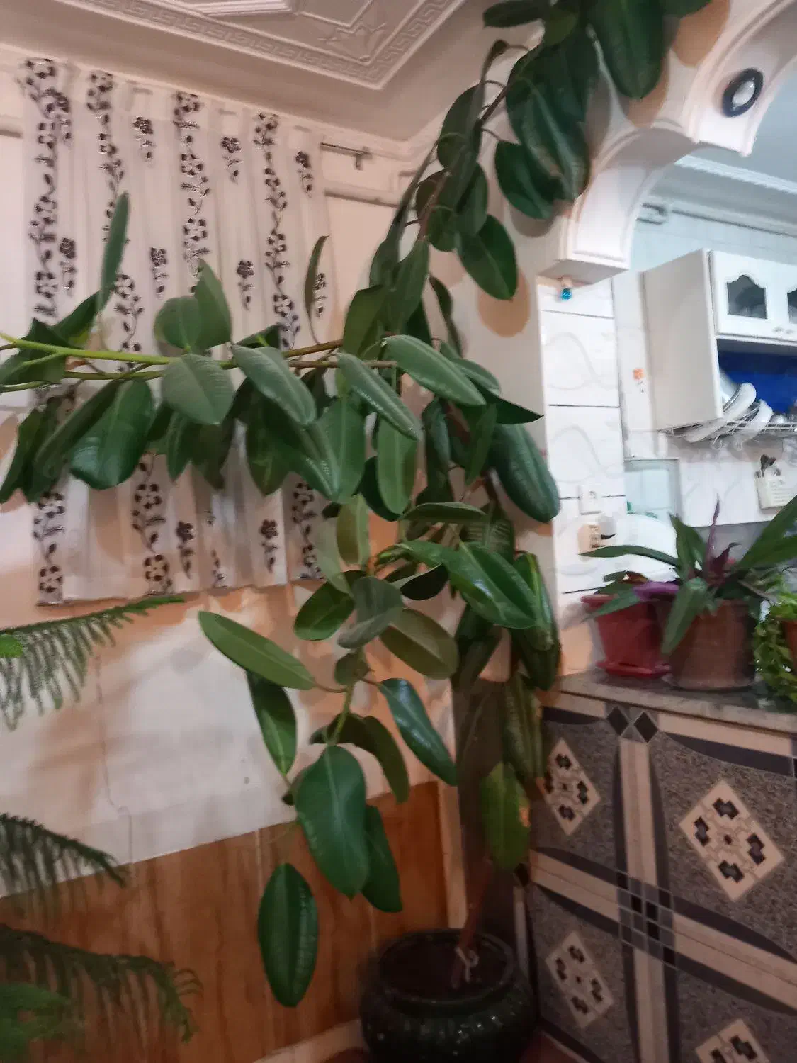 گل زیبا|گل و گیاه طبیعی|اشترینان, |دیوار