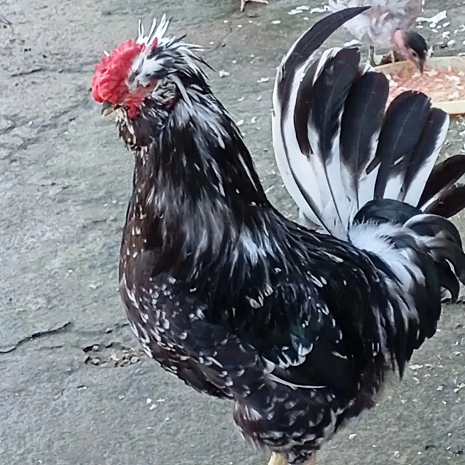 تخم نطفه دارمرغ گلین بدون پرغلط|حیوانات مزرعه|قائم‌شهر, |دیوار