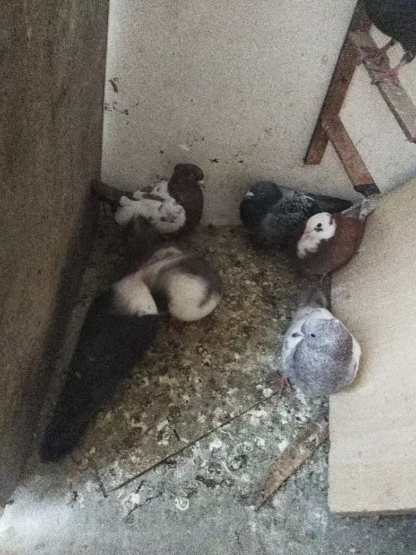 لوازم کفتر|لوازم جانبی حیوانات|مشهد, رضاییه|دیوار