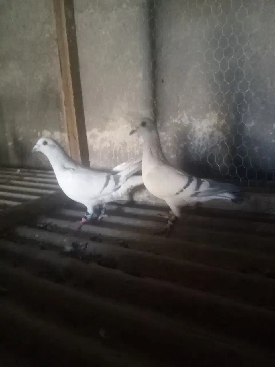 نرماده سبز شامی|پرنده|تربت‌حیدریه, حاجی یار‎|دیوار