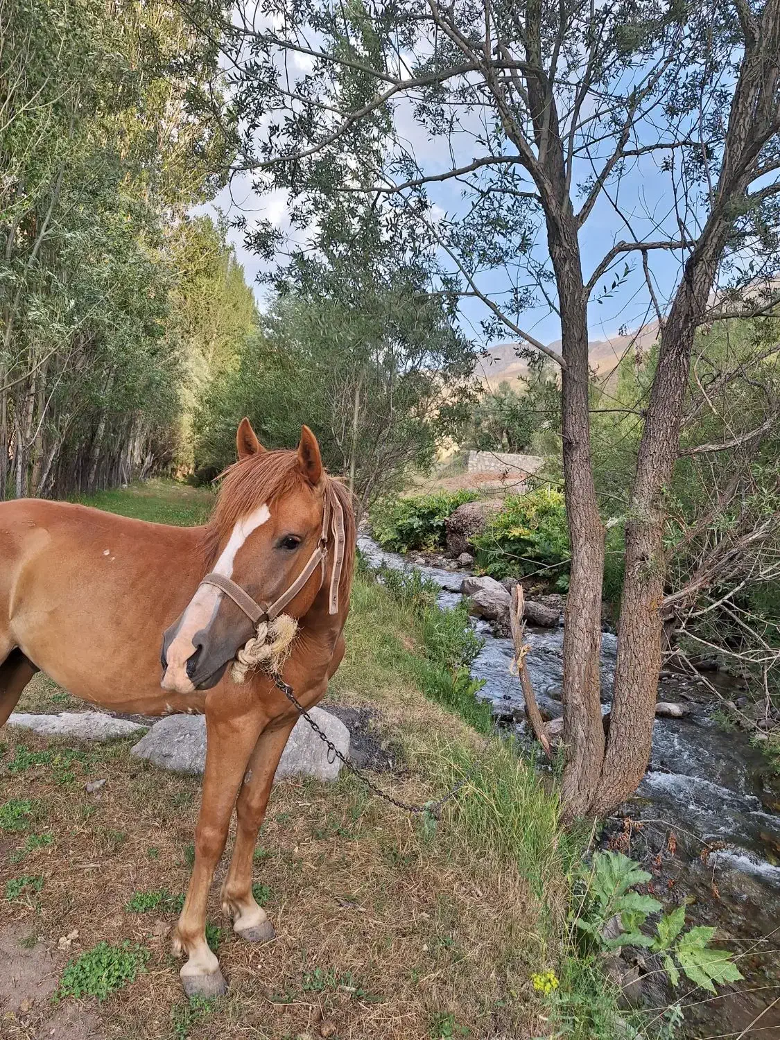 اسب نریون اخته شده. بسیار ارام .و تیز|اسب و تجهیزات اسبسواری|کرج, گلدشت|دیوار