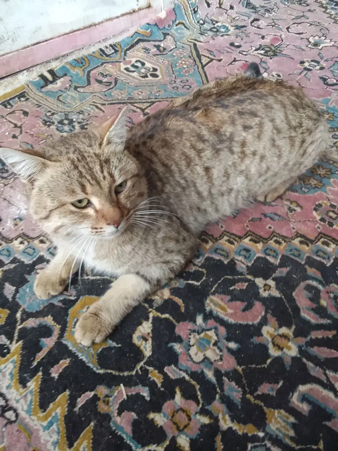 قیمت 5میلیون تومان|گربه|چاراویماق, |دیوار