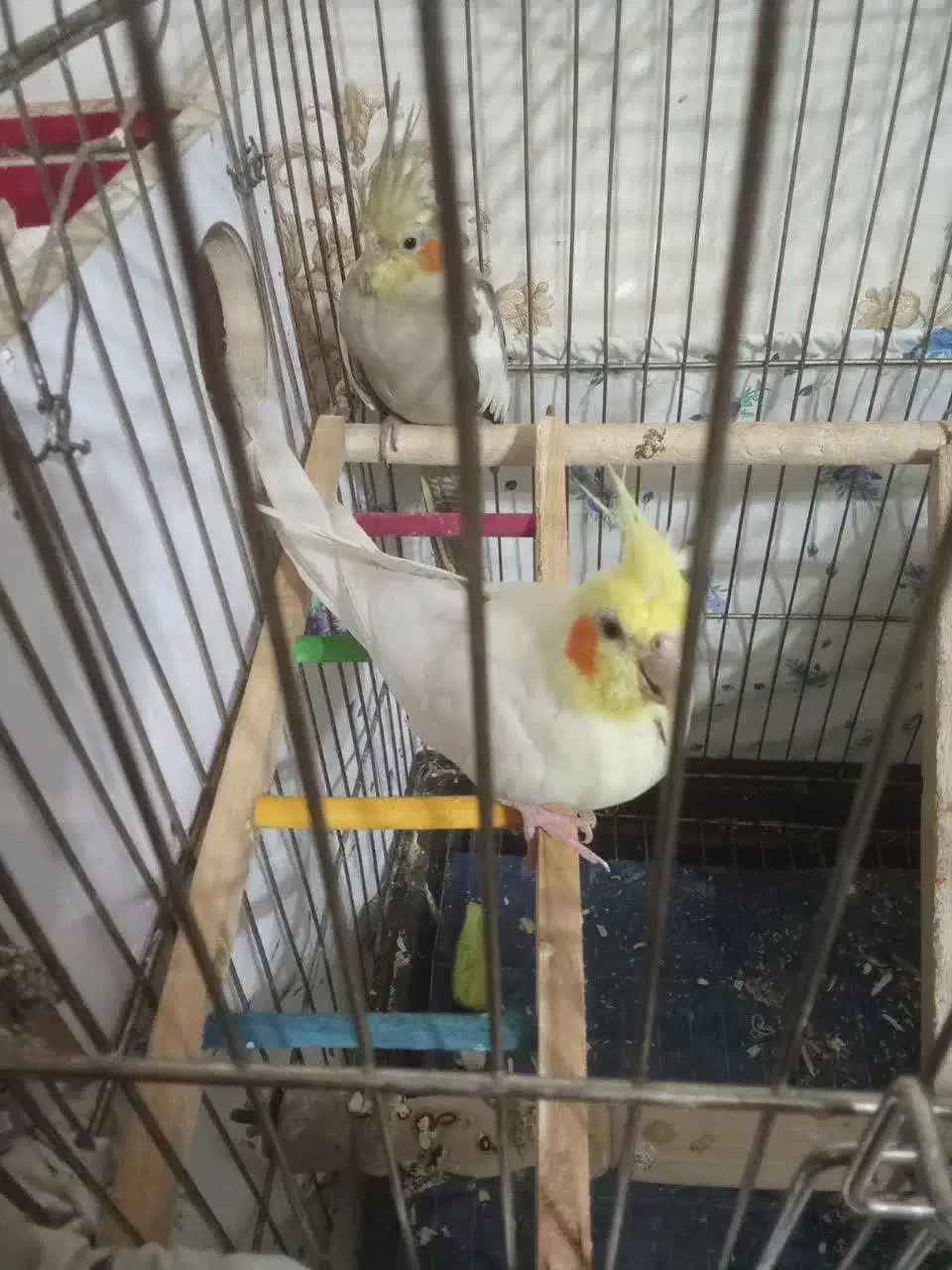 عروس هلندی|پرنده|نجف‌آباد, ولیعصر|دیوار