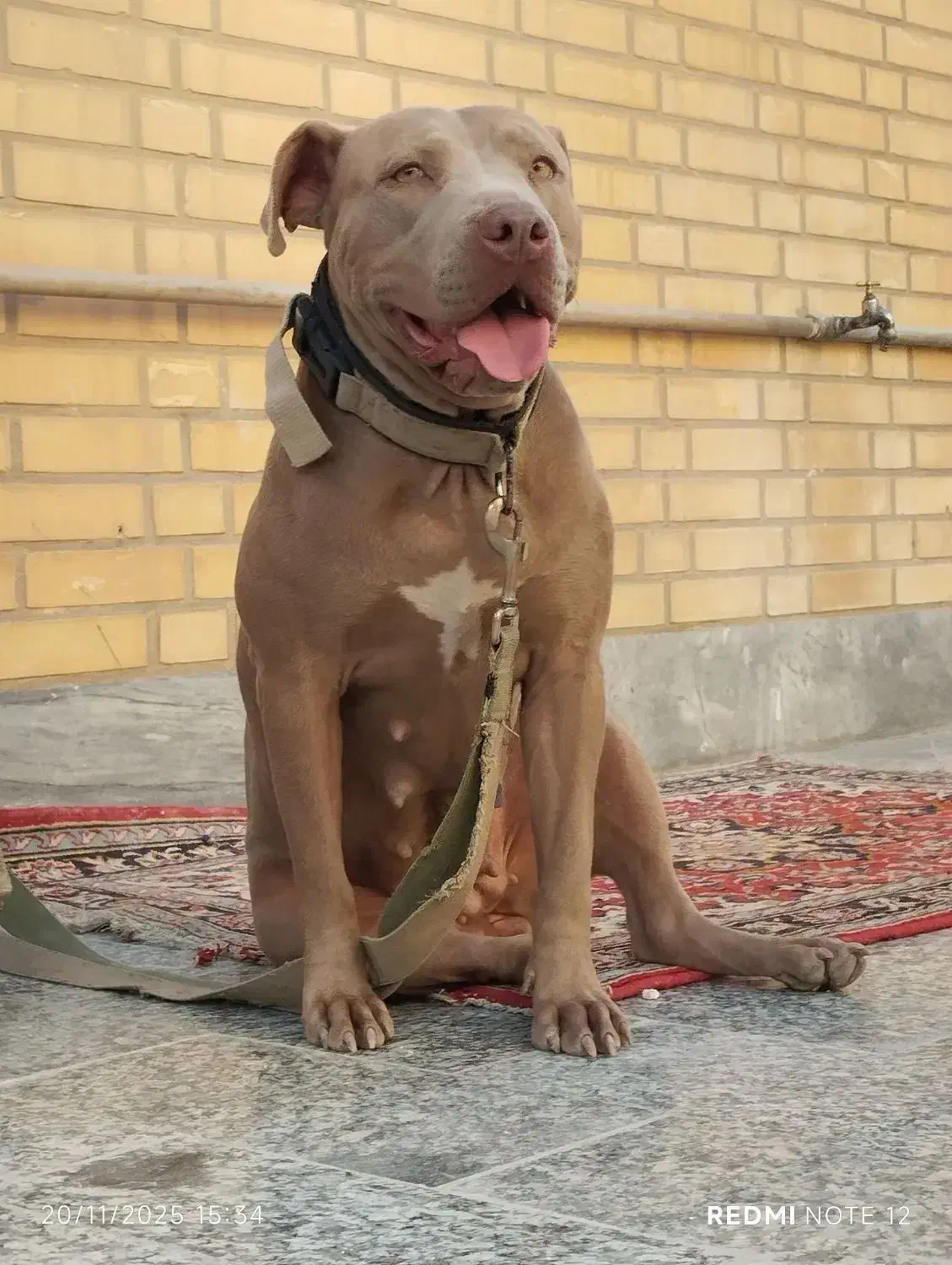 پیتبول|سگ|رامهرمز, |دیوار