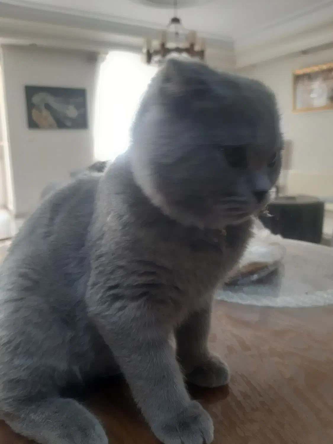 فروش گربه|گربه|کرج, گلشهر|دیوار