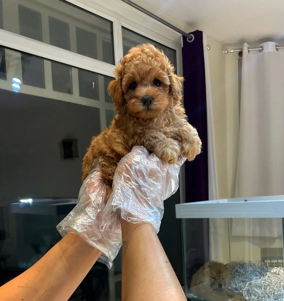 توی و تاینی پودل|سگ|تهران, زعفرانیه|دیوار