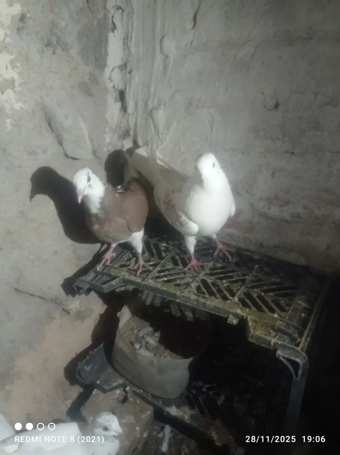 یک لانه کبوتر|پرنده|ماکو, |دیوار