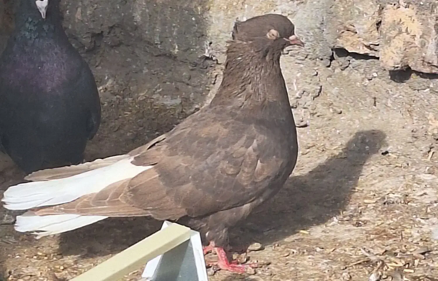 قهوه دم سفید|پرنده|میان جلگه, |دیوار