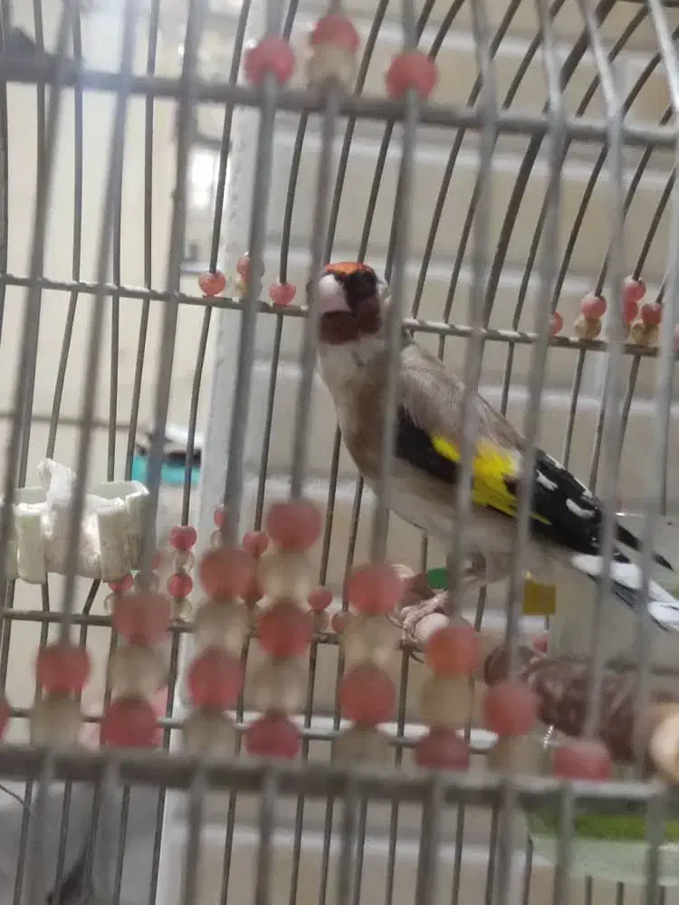 سهره قواره دار تازه صاف|پرنده|جهرم, |دیوار