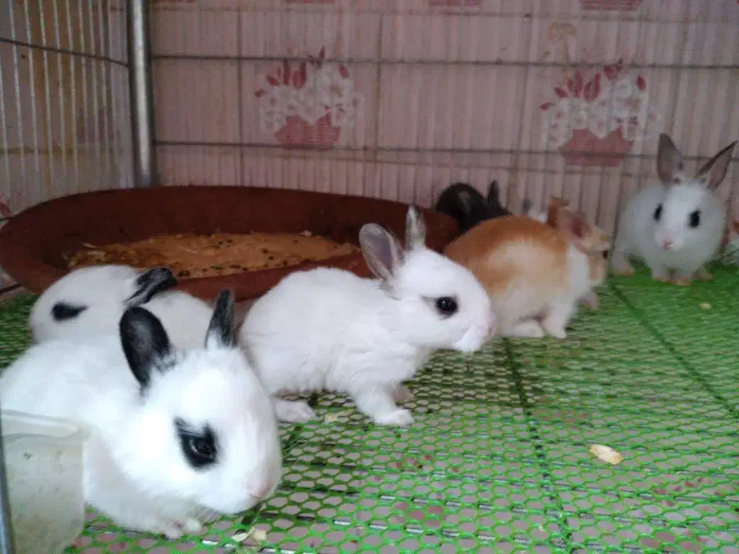 خرگوش مینیاتوری آپارتمانی|موش و خرگوش|تهران, هاشمی|دیوار