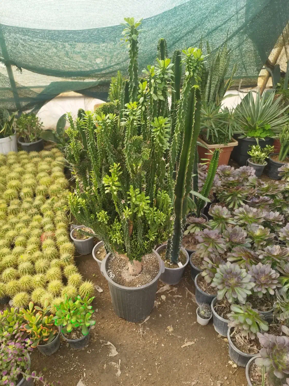 گل و گیاه|گل و گیاه طبیعی|چهارباغ, |دیوار