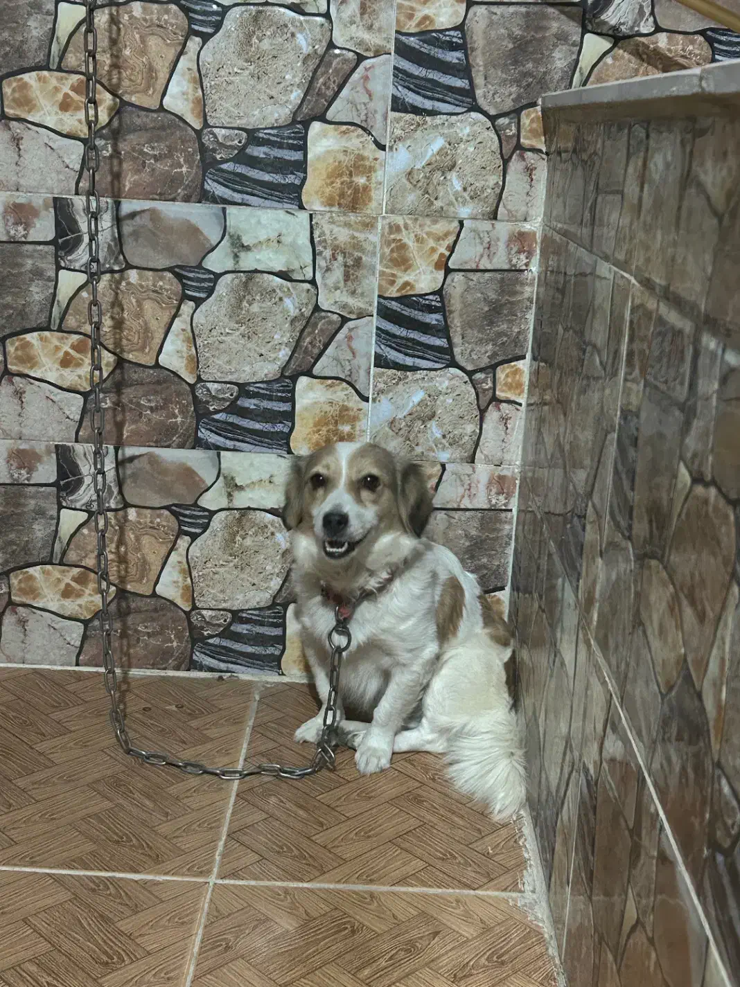 فروشی|سگ|جیرفت, |دیوار