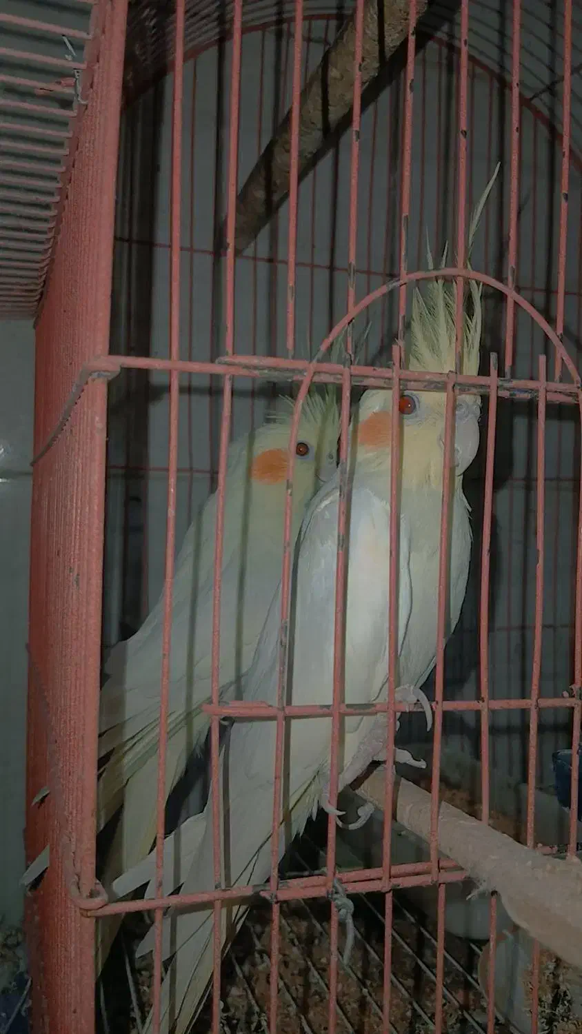 عروس پاریس|پرنده|سوسنگرد, |دیوار