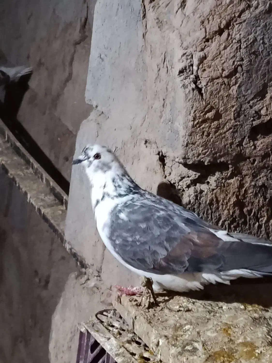 کبوتر|پرنده|اردبیل, |دیوار