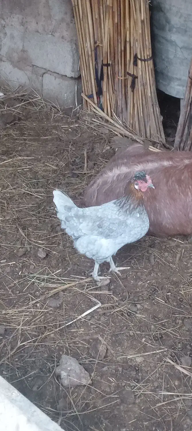 مرغ تخم گذار|حیوانات مزرعه|آبادان, |دیوار