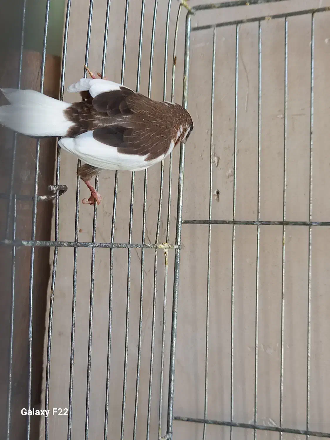 فنچ بنگالی نر|پرنده|هشتگرد, تهران دشت|دیوار