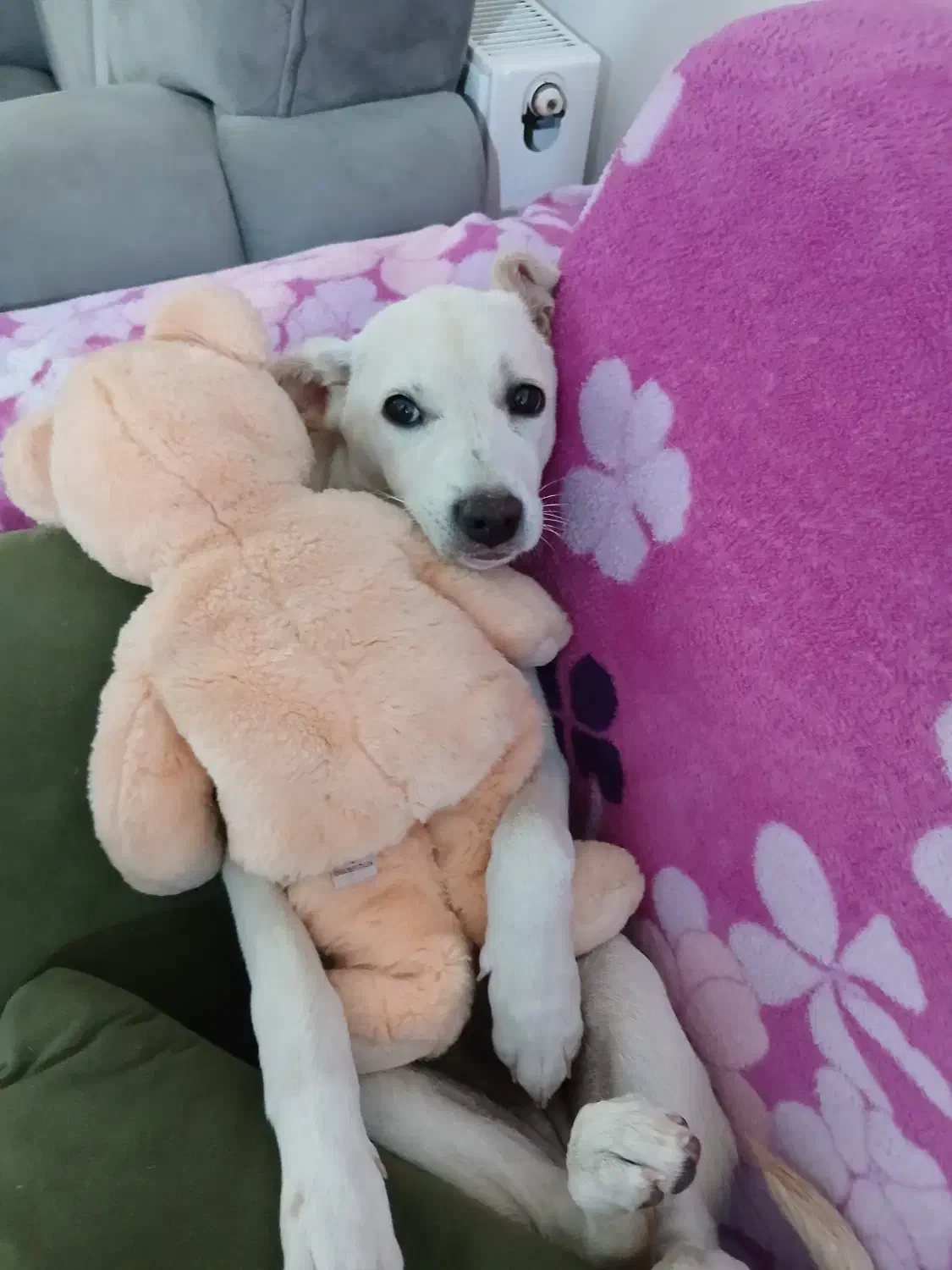 سگ پاکوتاه رایگان|سگ|علیآباد کتول, |دیوار