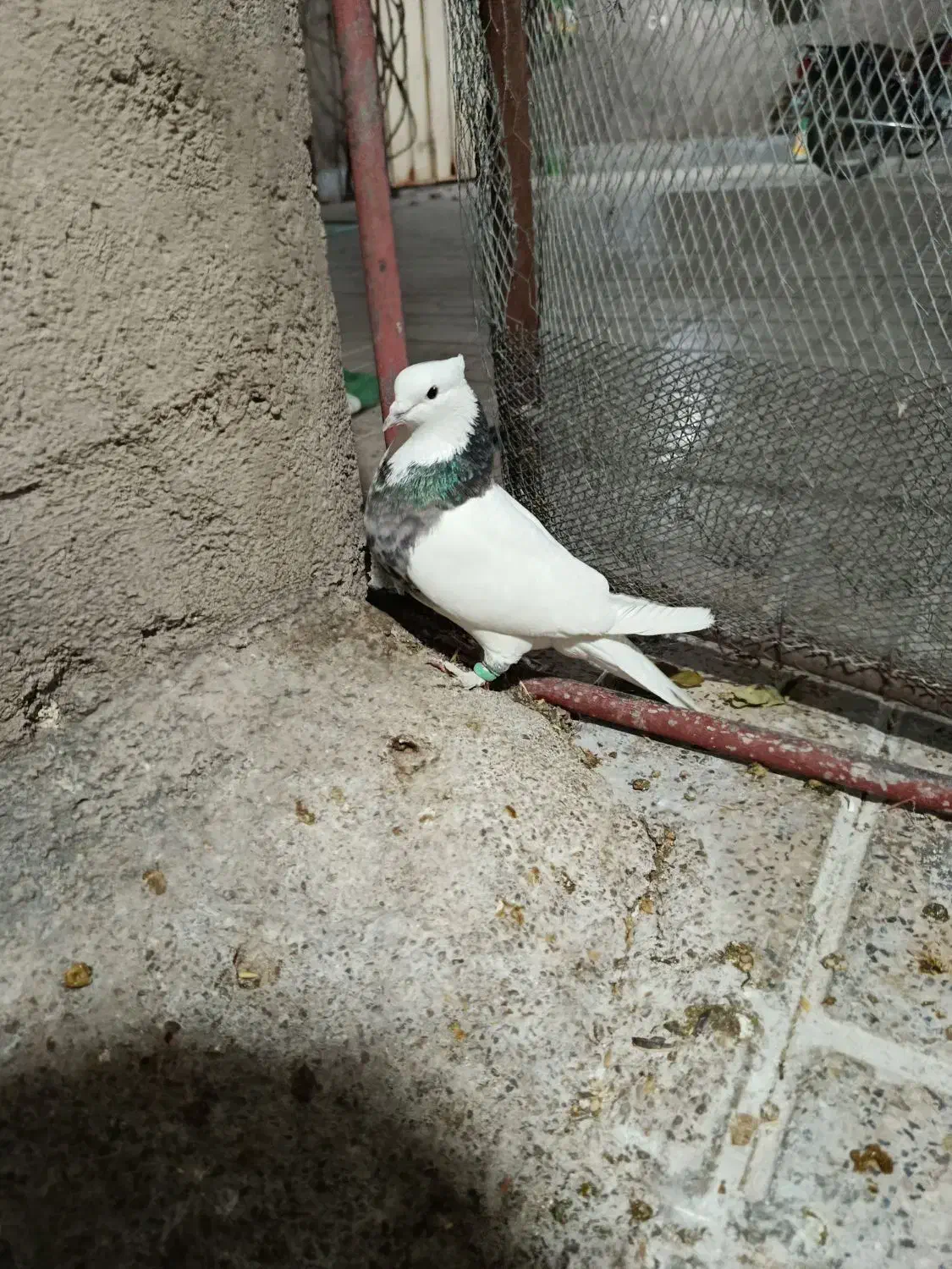 کبوتر|پرنده|مرودشت, کوشک|دیوار