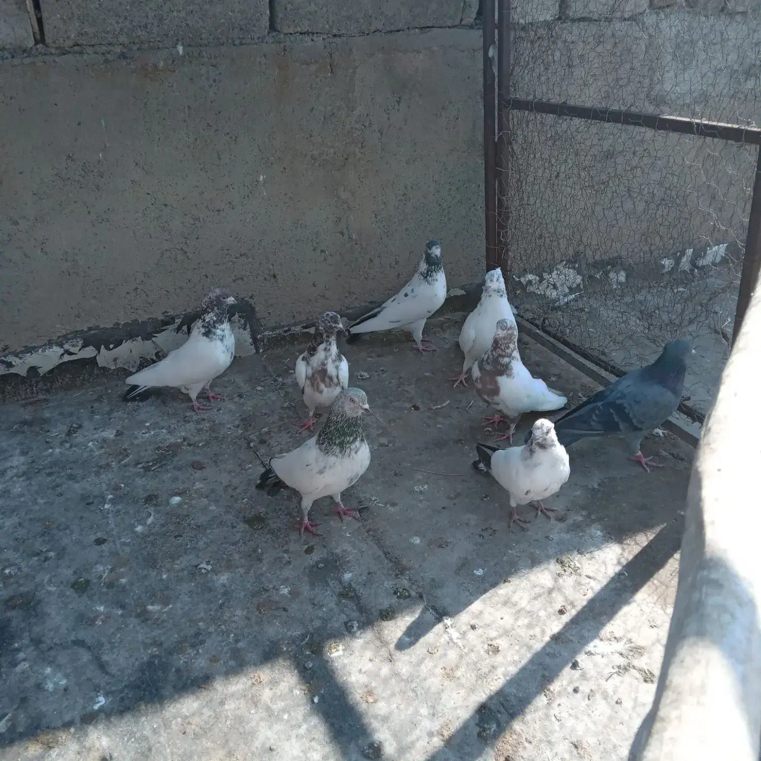 کبوتران کله دم همه ساعتی ۹ عدد|پرنده|کرمانشاه, |دیوار