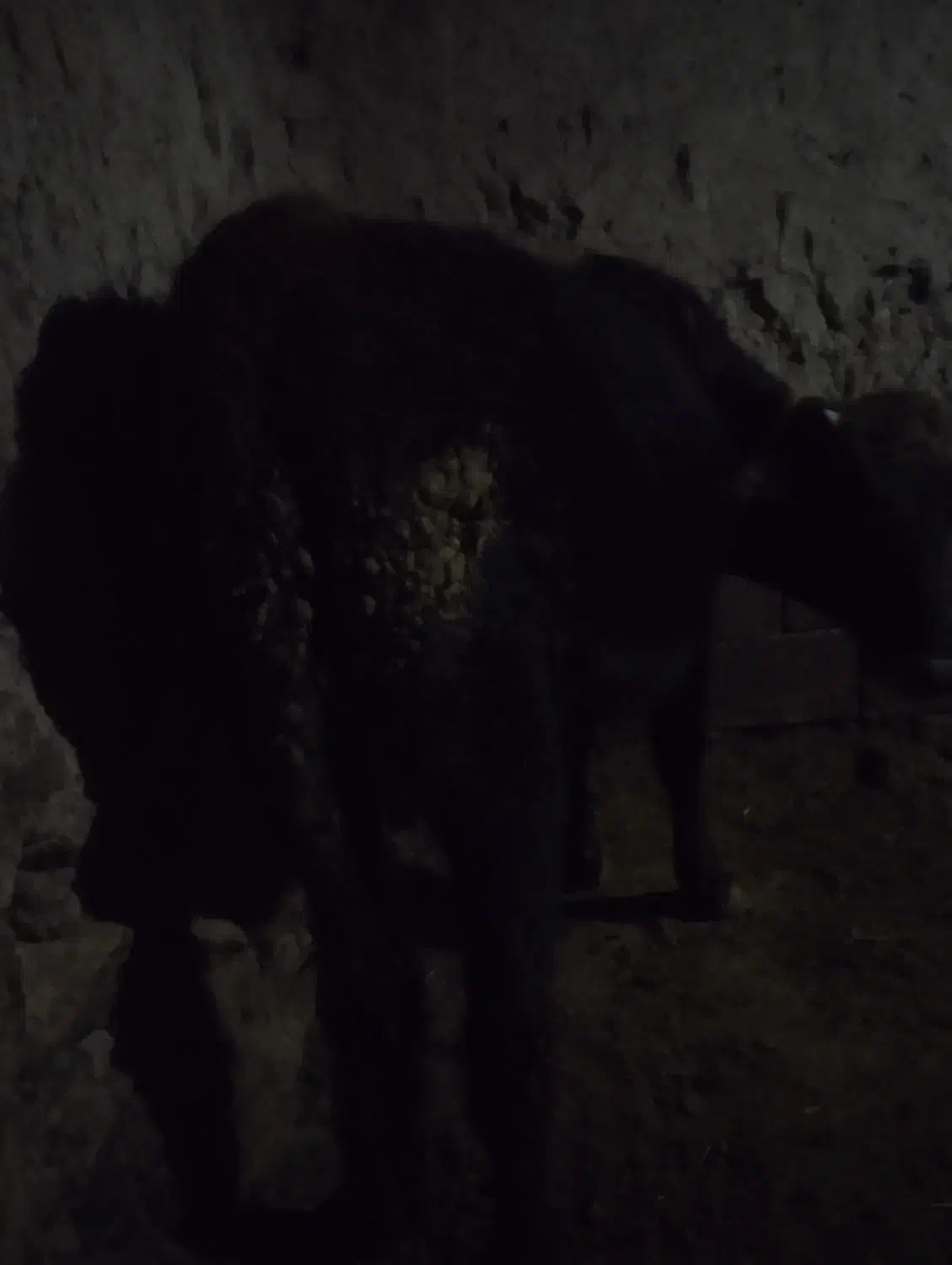 گاو|حیوانات مزرعه|شادیان, |دیوار